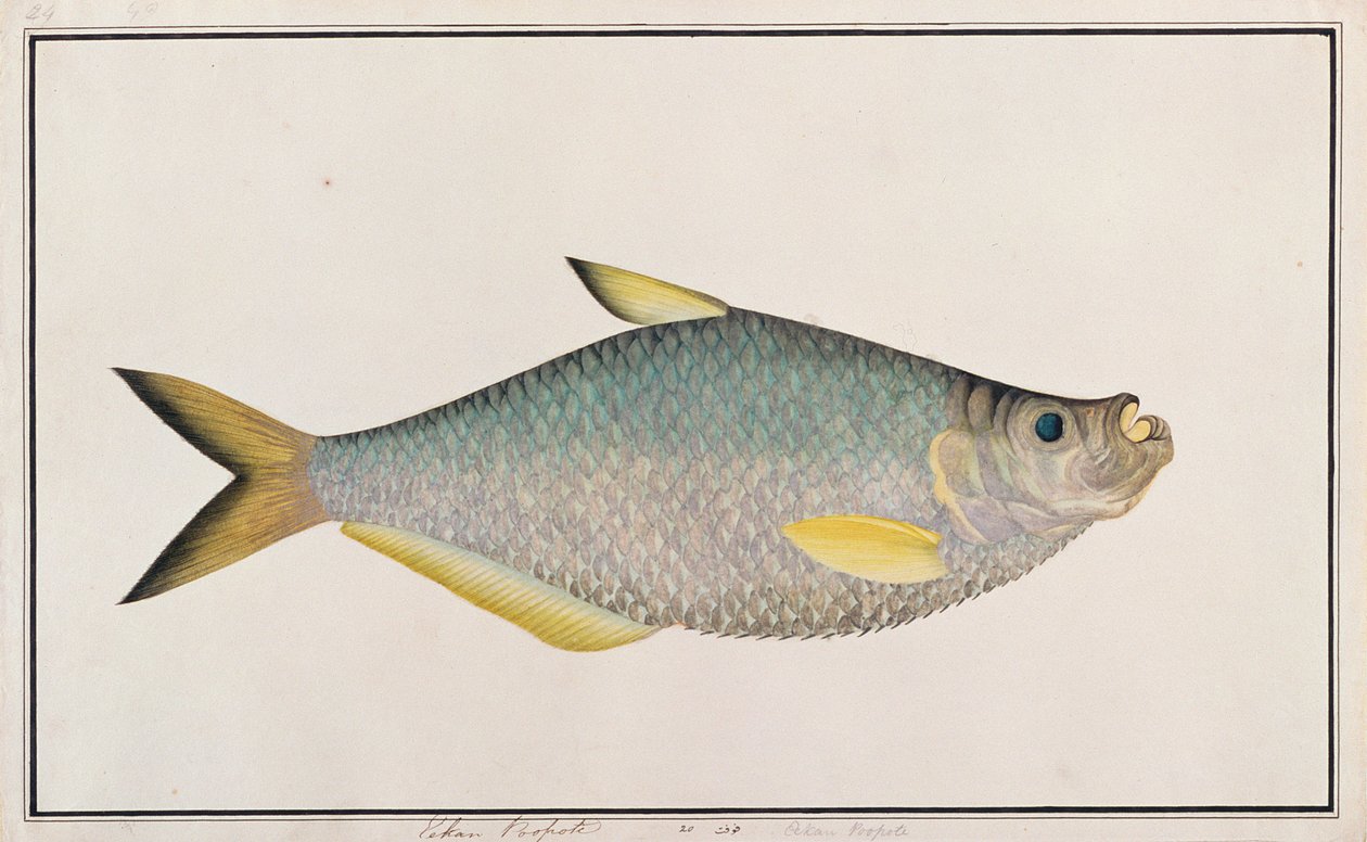 Ilisha，来自马六甲的鱼类图画，c.1805-18（纸上写着） 作者 中文学校