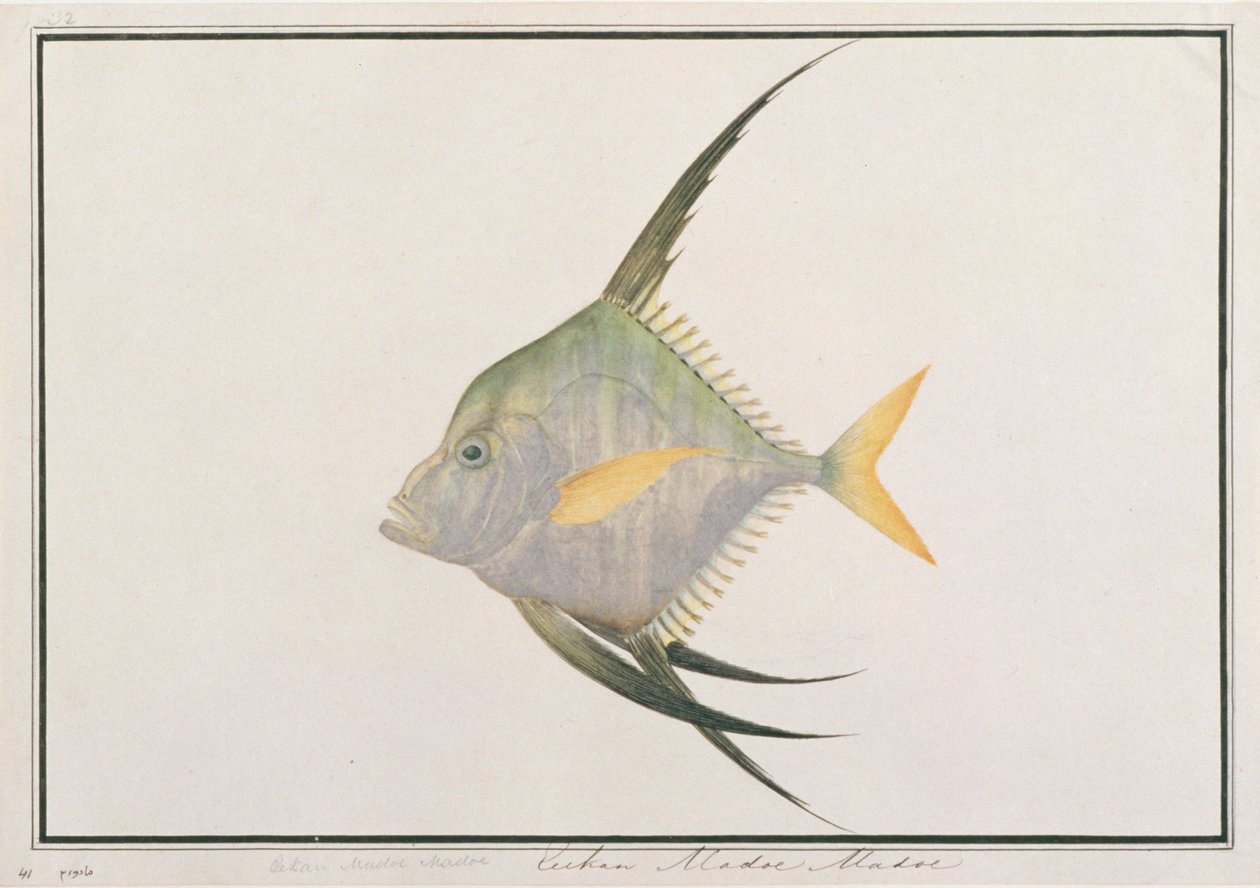 印度线鱼，来自马六甲的鱼的图纸，c.1805-18（纸上的wc） 作者 中文学校