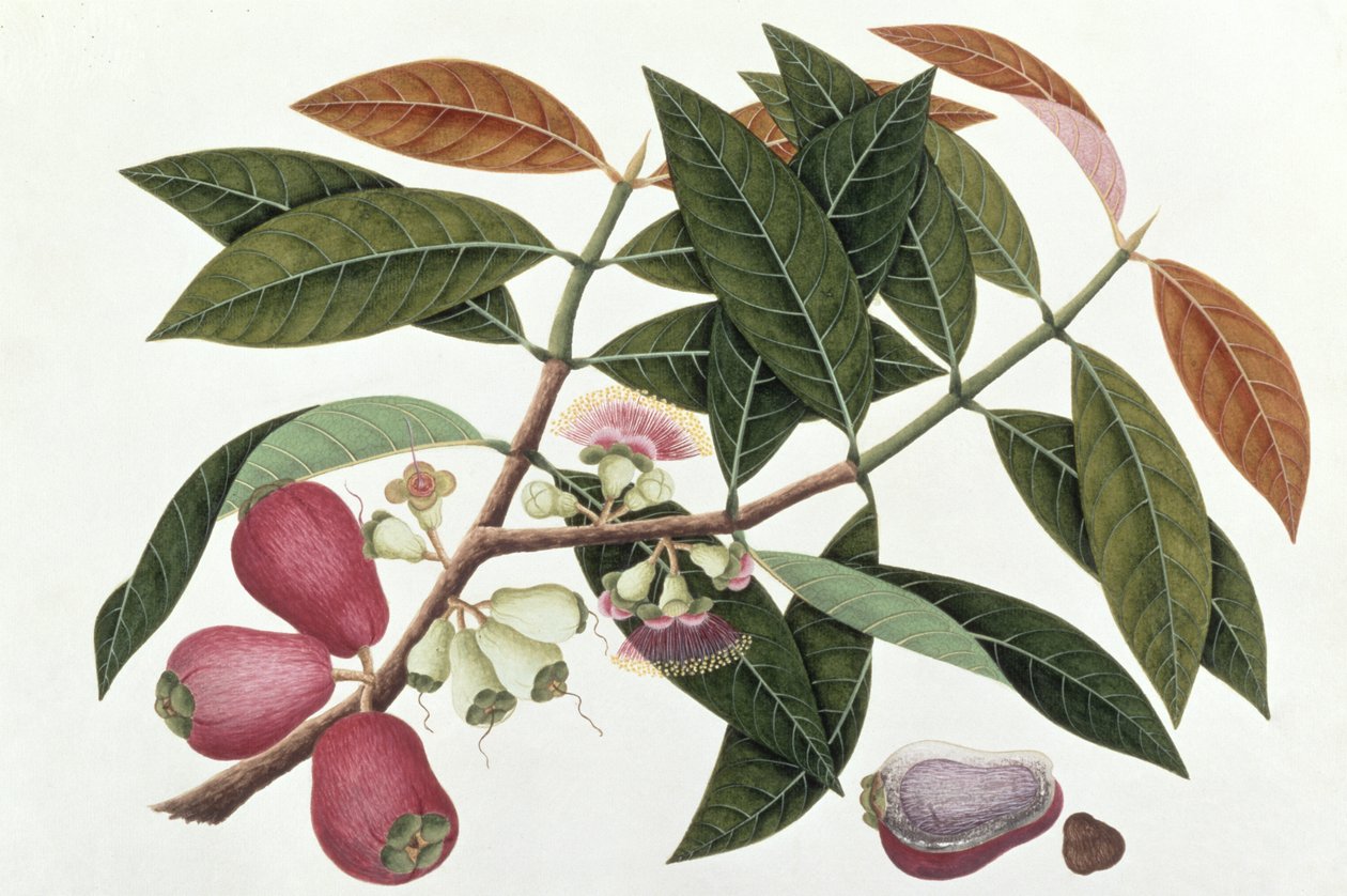 Jamboo Telore mera或Eugenia Malacceusis，来自马六甲的植物图，c.1805-18（纸上写着） 作者 中文学校
