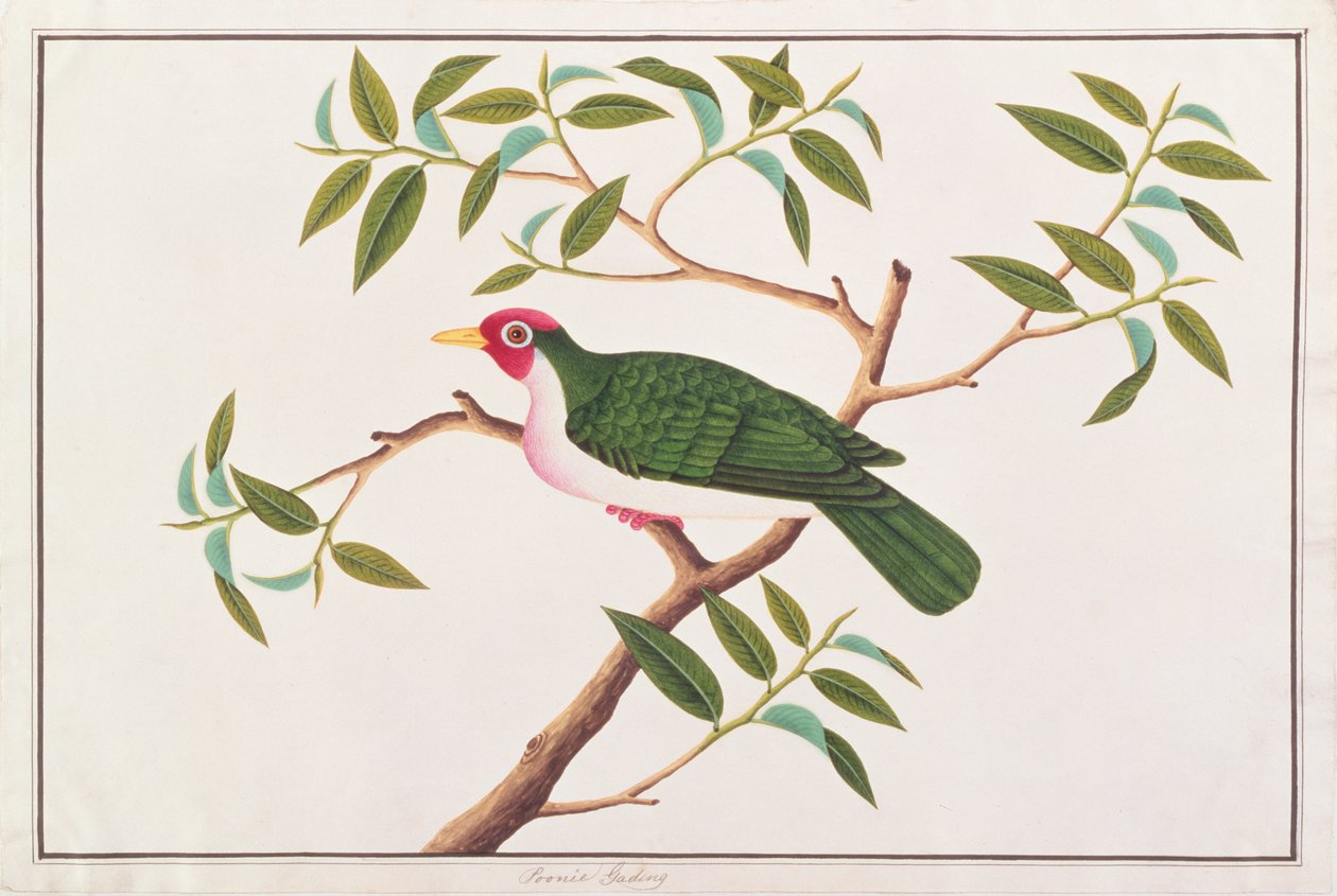 Jambu Fruit-dove，来自马六甲的鸟类画，c.1805-18（纸上写着） 作者 中文学校