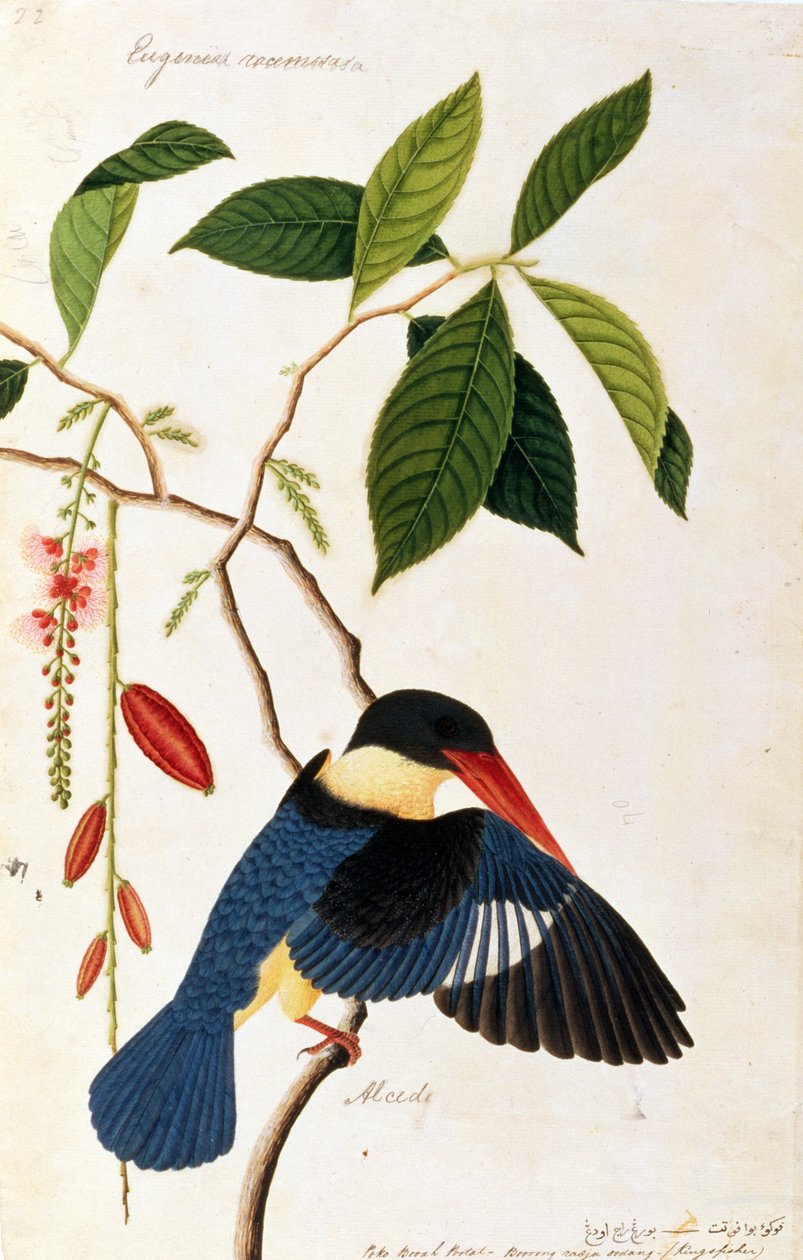 Kingfisher或Alced，Poko Booah Pootal，Boorong radja oodang，来自马六甲的鸟类画，c.1805-18（纸上写着） 作者 中文学校