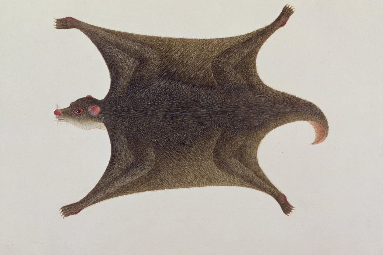 Koolong（马来语）狐猴，Macanee，来自马六甲的动物，昆虫和爬行动物图画，c.1805-18（wc和纸上水粉） 作者 中文学校