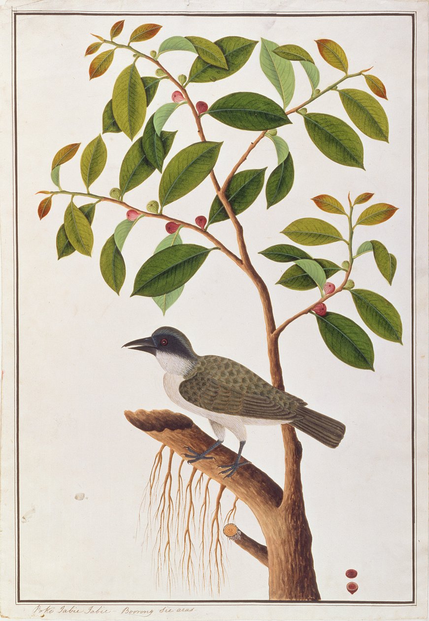 大型Woodshrike，来自马六甲的鸟类图画，c.1805-18（纸上写着） 作者 中文学校