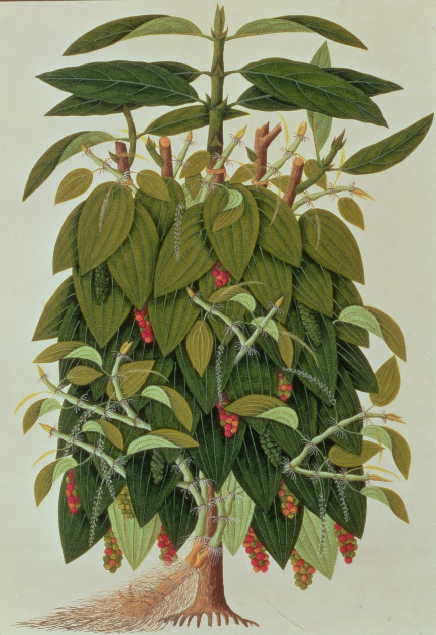熔岩Etam或黑胡椒，来自马六甲的植物图纸，c.1805-18（纸上wc） 作者 中文学校