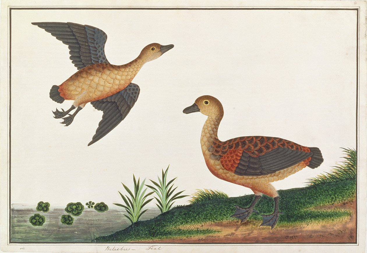 小特雷达克，来自马六甲的鸟类画，c.1805-18（纸上写着） 作者 中文学校