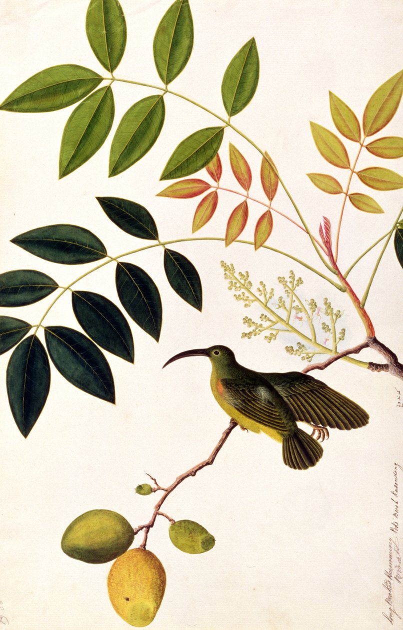 长哼哼的鸟，Poko Booah Kadonong，来自马六甲的鸟类画，c.1805-18（纸上写着） 作者 中文学校