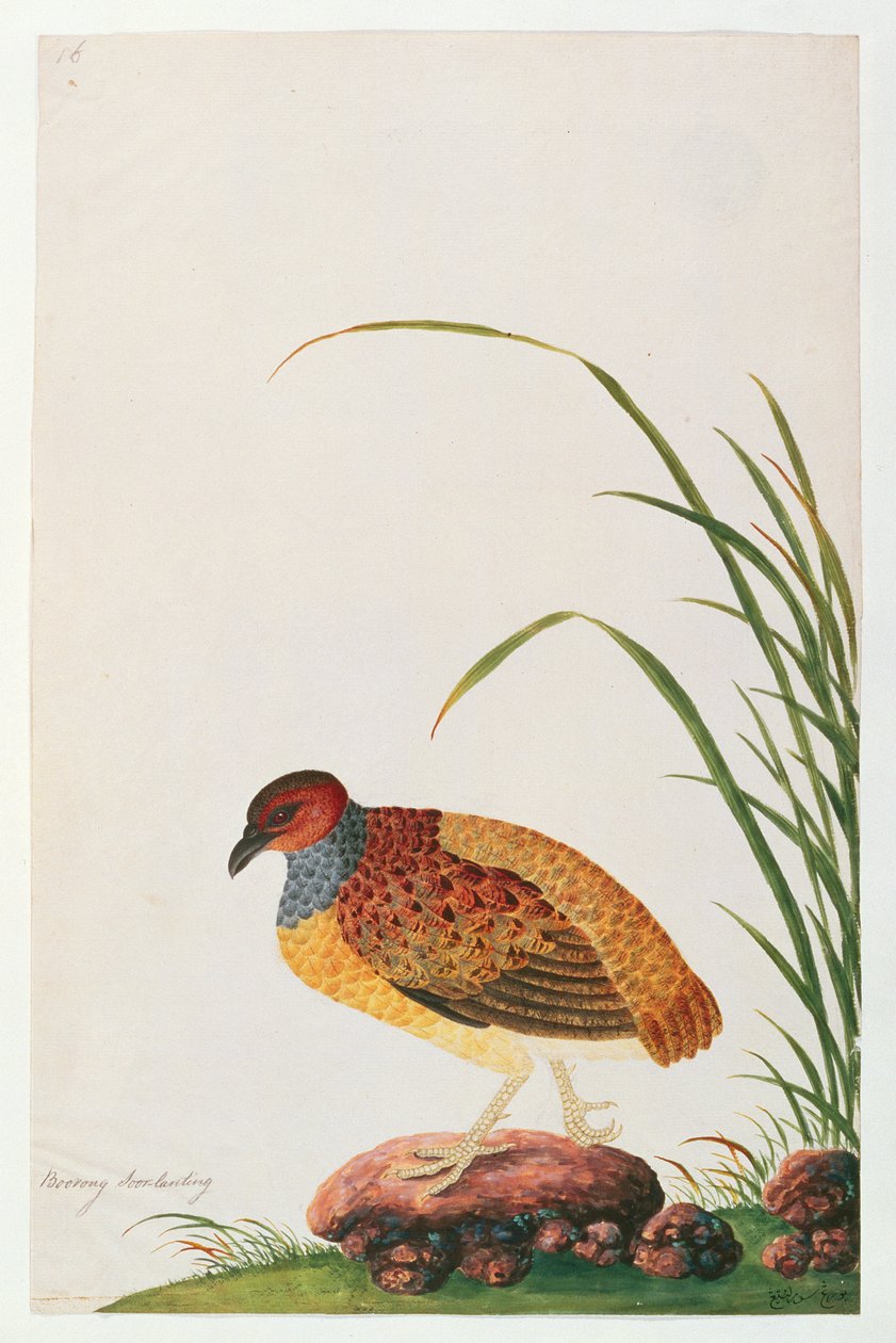 长嘴鹧，来自马六甲的鸟类图画，c.1805-18（纸上写着） 作者 中文学校