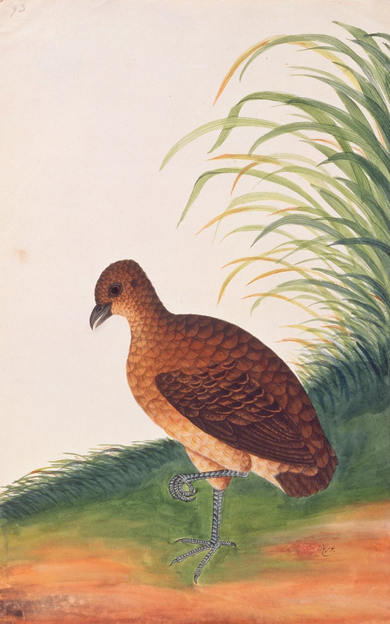 长嘴鹧，来自马六甲的鸟类图画，c.1805-18（纸上写着） 作者 中文学校