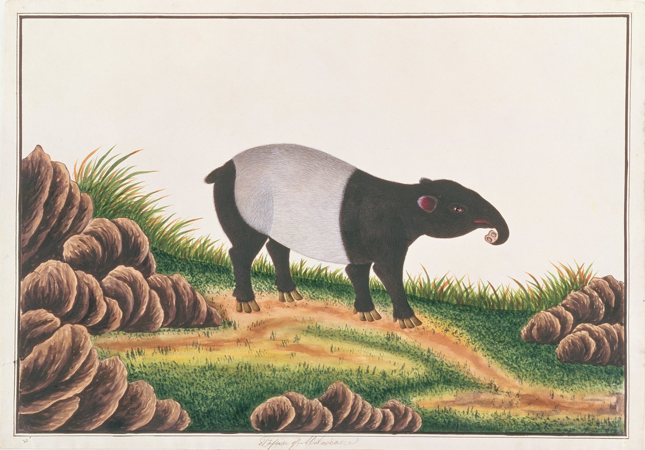 Malayan Tapir，来自马六甲的动物，昆虫和爬行动物图画，c.1805-18（wc＆gouache on paper） 作者 中文学校