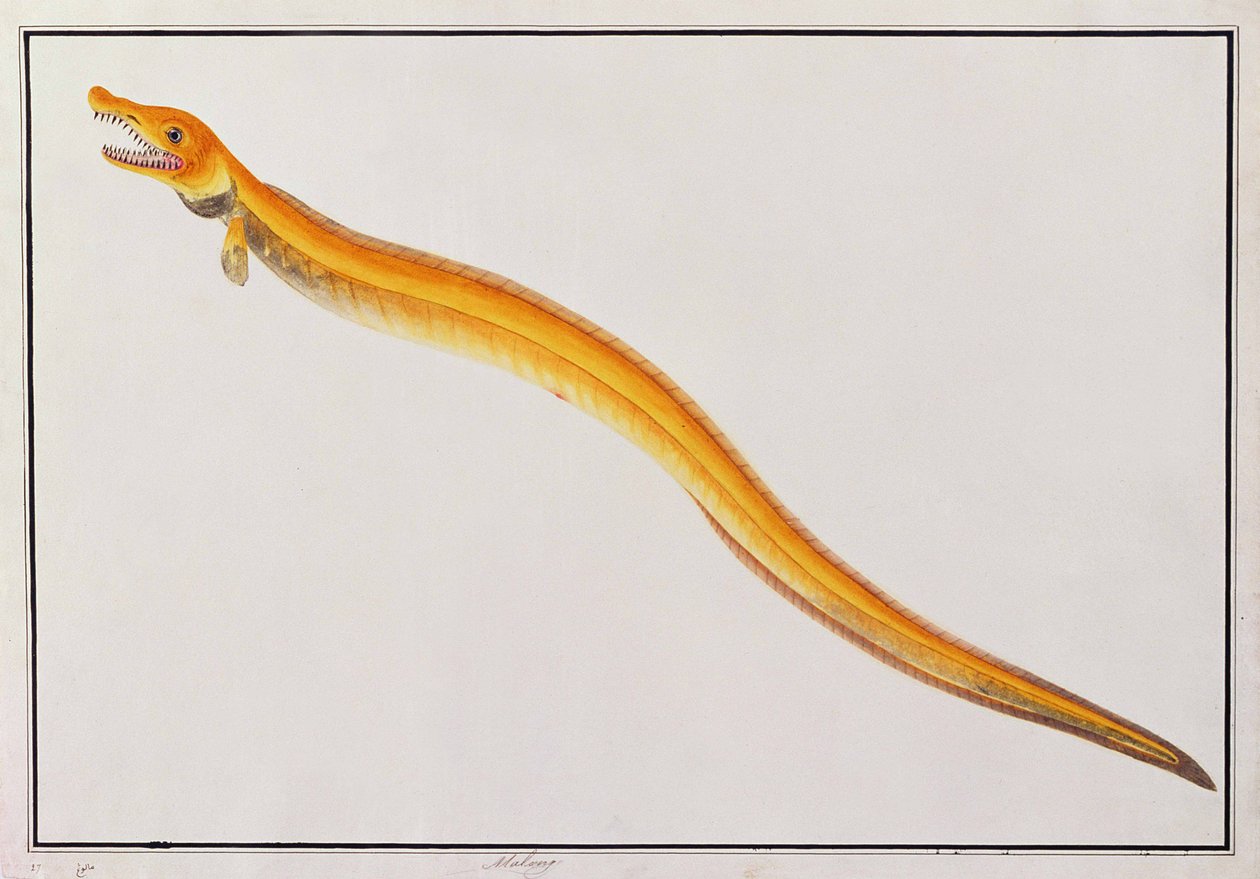 马龙，来自马六甲的动物，昆虫和爬行动物图画，c.1805-18（wc和纸上水粉） 作者 中文学校