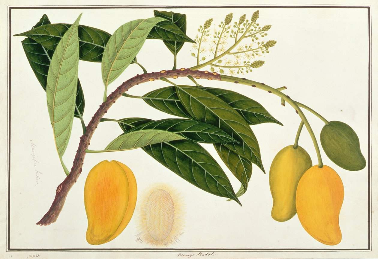 Mango Bodol，来自马六甲的植物图纸，c.1805-18（纸上写着） 作者 中文学校