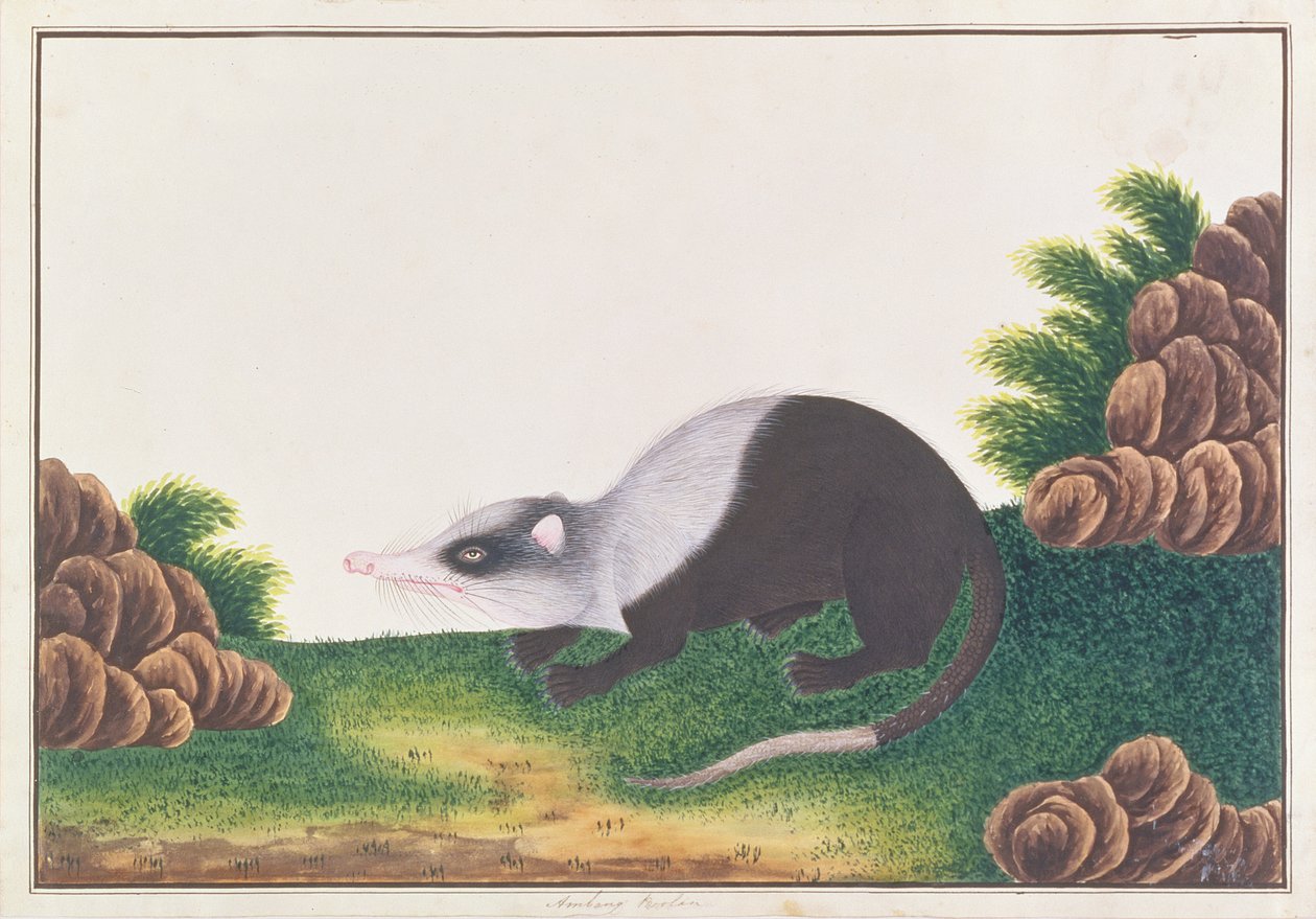 Moonrat，来自马六甲的动物，昆虫和爬行动物图画，c.1805-18（wc＆gouache on paper） 作者 中文学校
