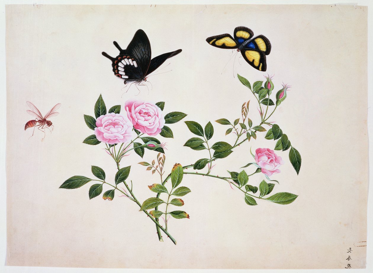 PD.273-1973芽和花的玫瑰与蝴蝶和昆虫（水粉） 作者 中文学校