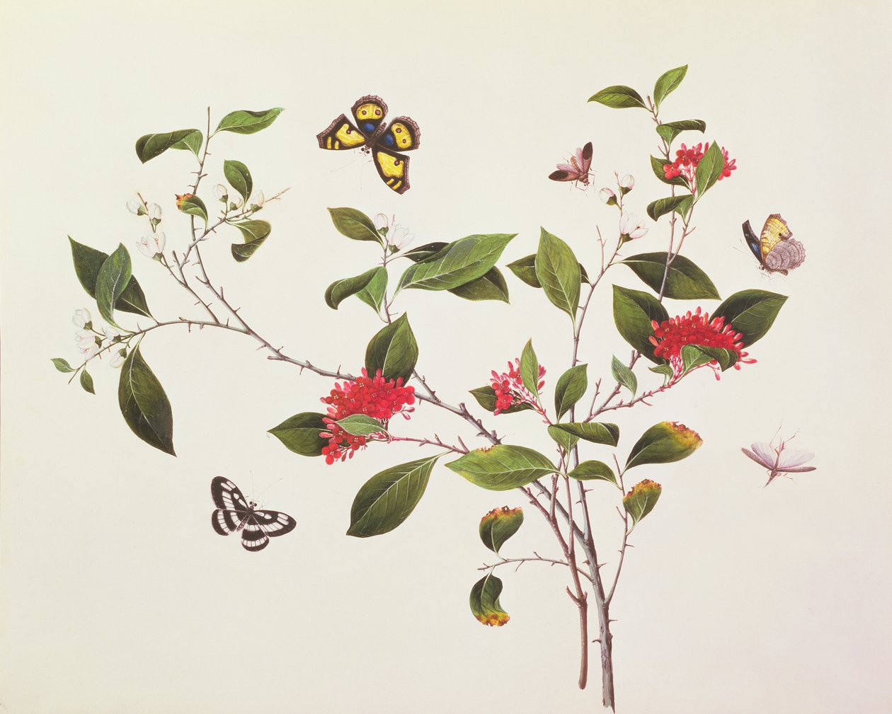 蝴蝶和昆虫的植物研究，c.1800 作者 中文学校