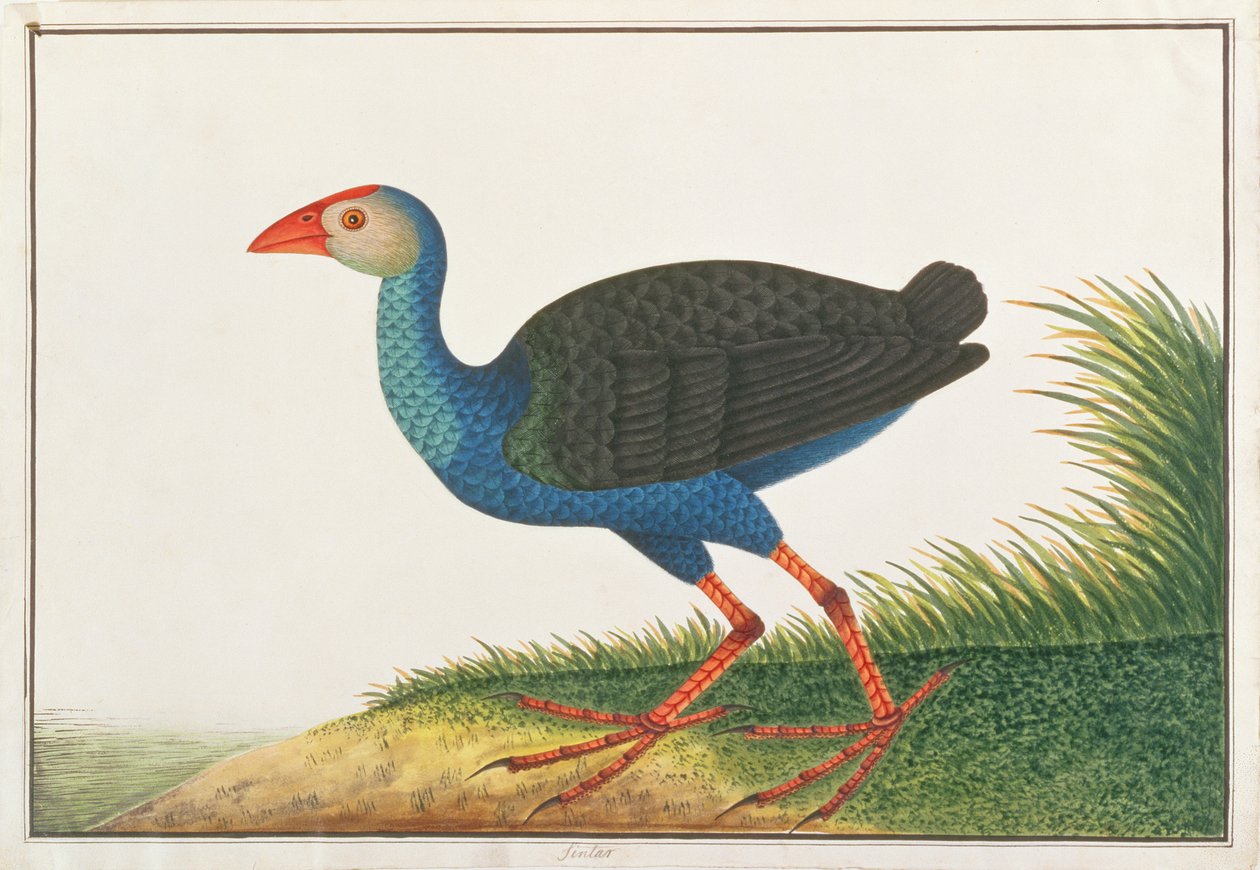 紫色Swamphen，来自马六甲的鸟类图画，c.1805-18（纸上wc） 作者 中文学校