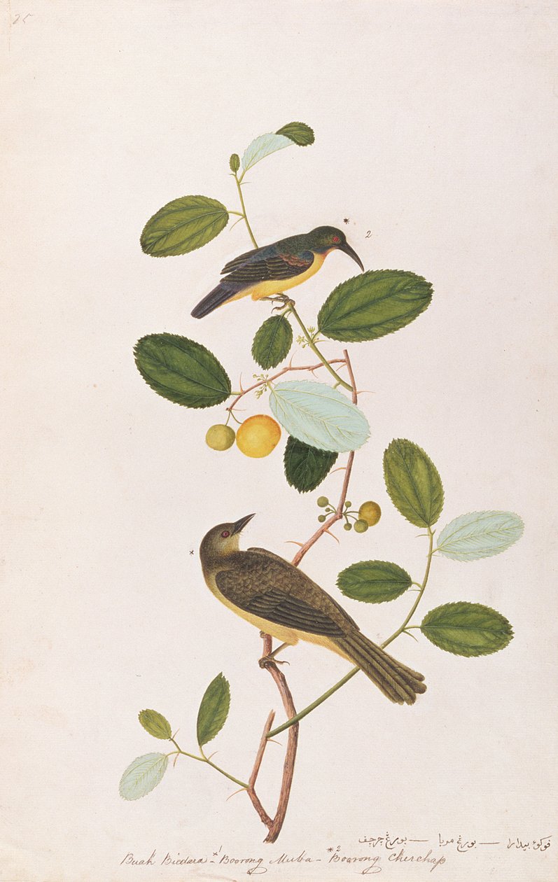 红喉太阳鸟和红眼bul，来自马六甲的鸟类画，c.1805-18（纸上写着） 作者 中文学校