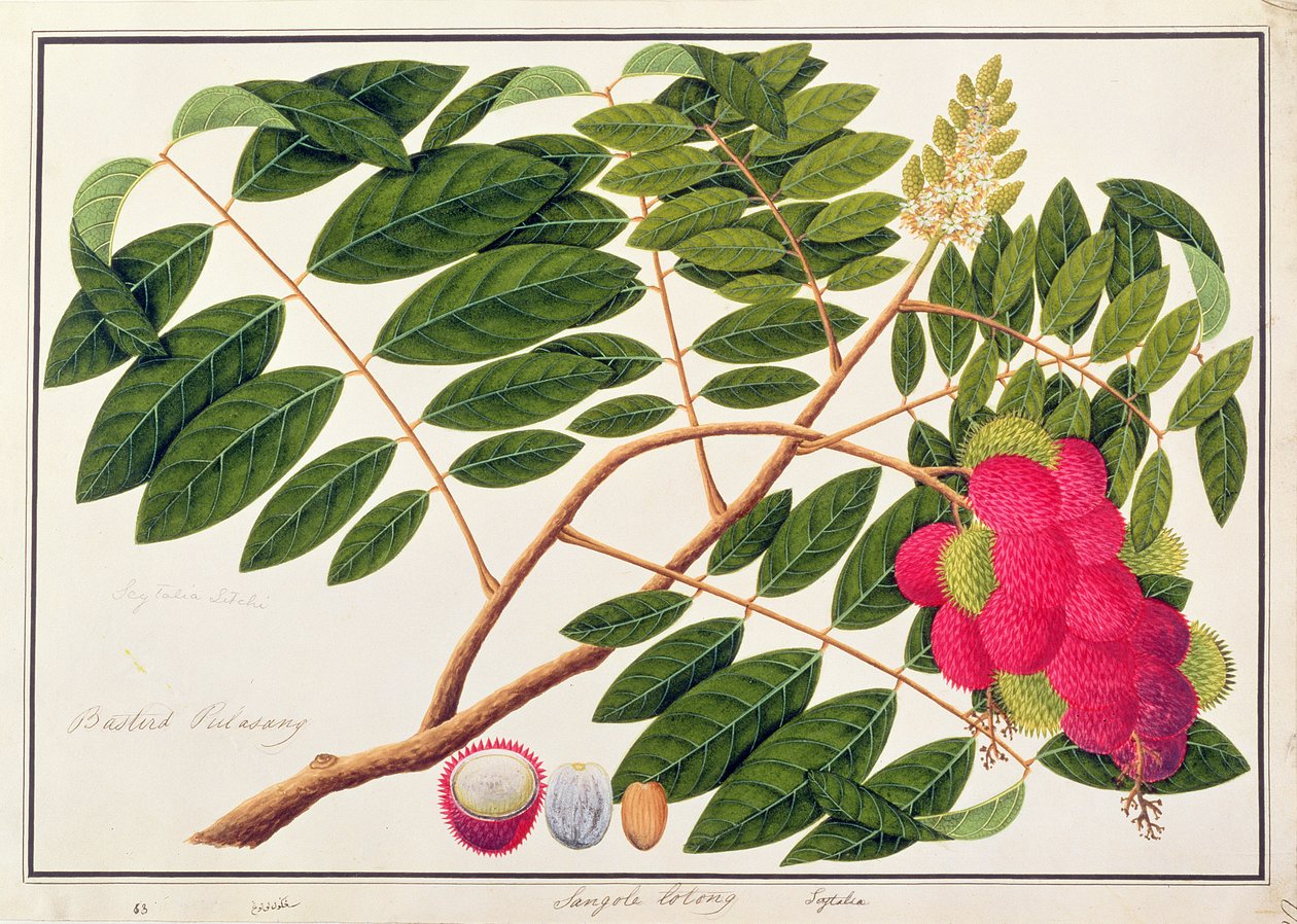 Sangole latong，来自马六甲的植物图，c.1805-18（纸上写着） 作者 中文学校