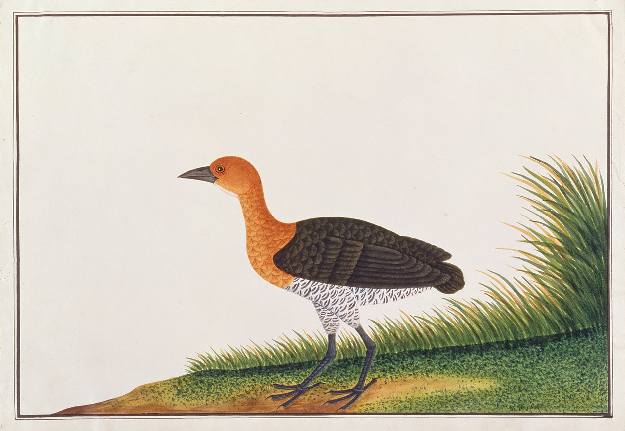 来自马六甲的鸟类图画的板腿秧鸡，c.1805-18（纸上写着） 作者 中文学校