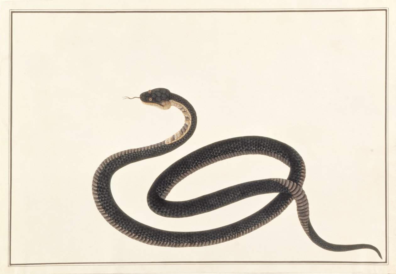 蛇，来自马六甲的动物，昆虫和爬行动物的图画，c.1805-18（水粉和纸上的wc） 作者 中文学校