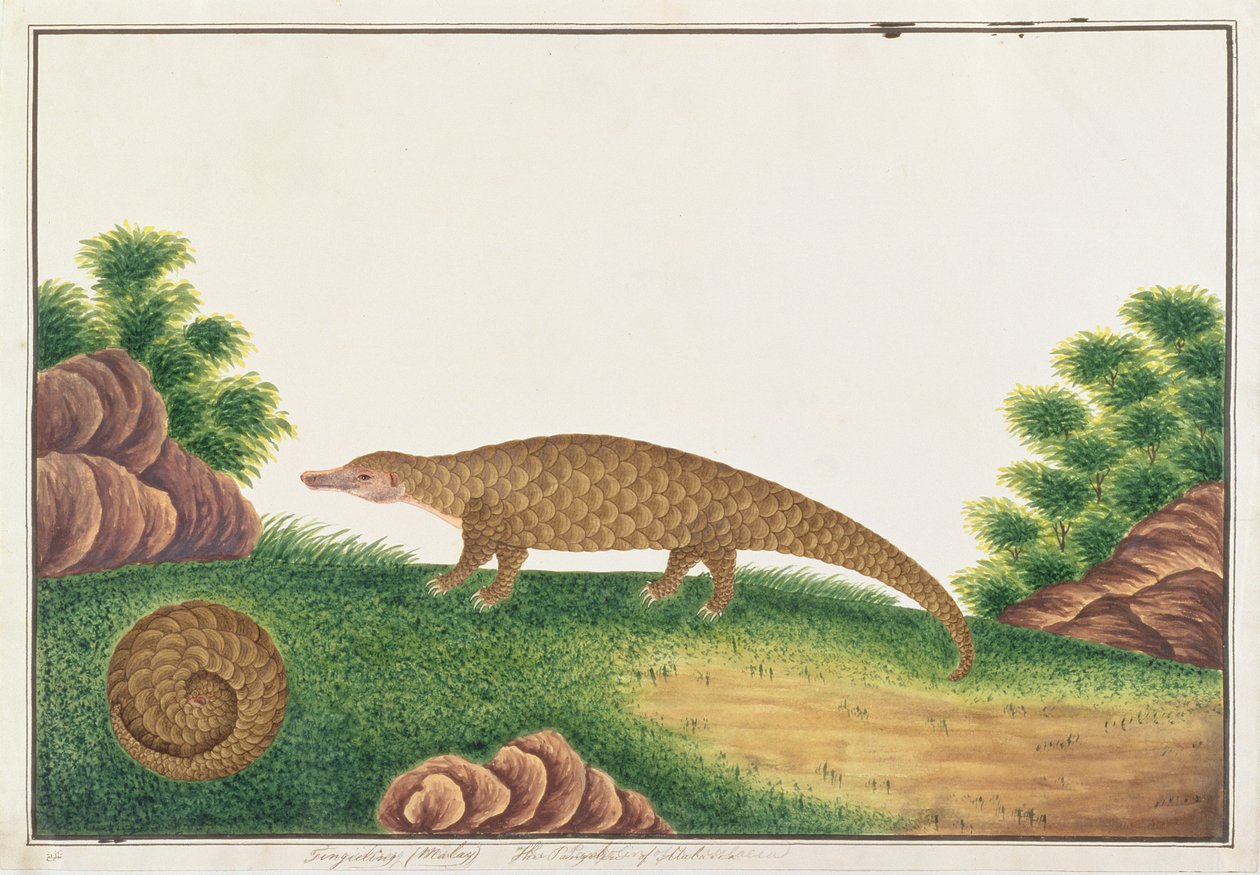 Sunda Pangolin，来自马六甲的动物，昆虫和爬行动物图画，c.1805-18（wc＆gouache on paper） 作者 中文学校
