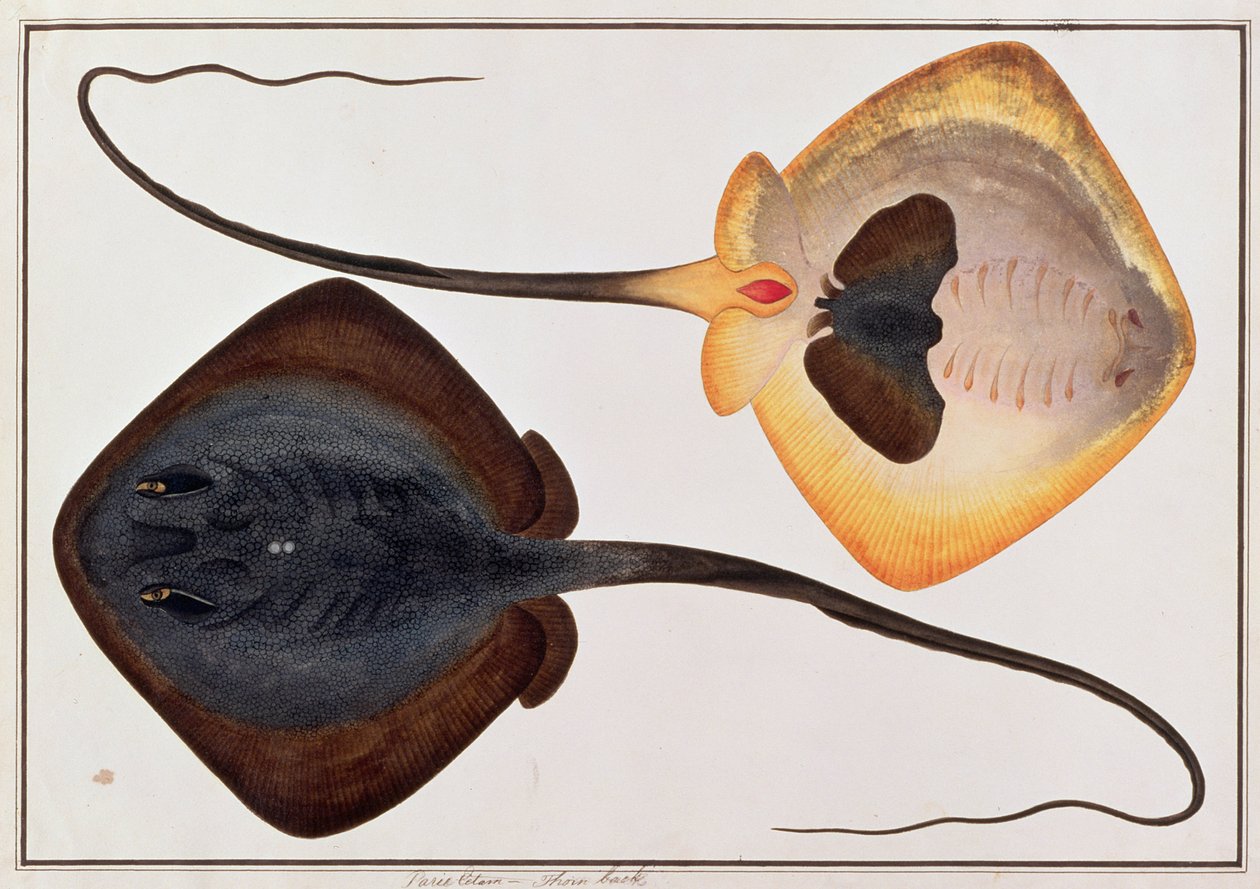 荆棘鱼，Parie Eetam，来自马六甲的鱼类图画，c.1805-18（纸上写着） 作者 中文学校