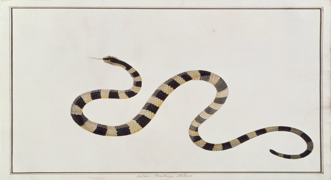 Ular Pontong Teboo，来自马六甲的动物，昆虫和爬行动物图画，c.1805-18（wc和纸上水粉） 作者 中文学校