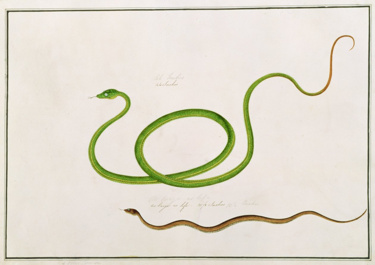 Volun Daw-on，来自马六甲的动物，昆虫和爬行动物图画，c.1805-18（水粉和纸上的wc） 作者 中文学校