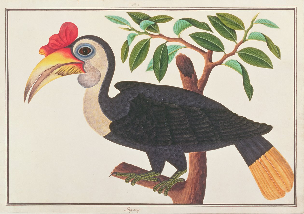 皱纹的犀鸟，来自马六甲的鸟类图画，c.1805-18（纸上写着） 作者 中文学校