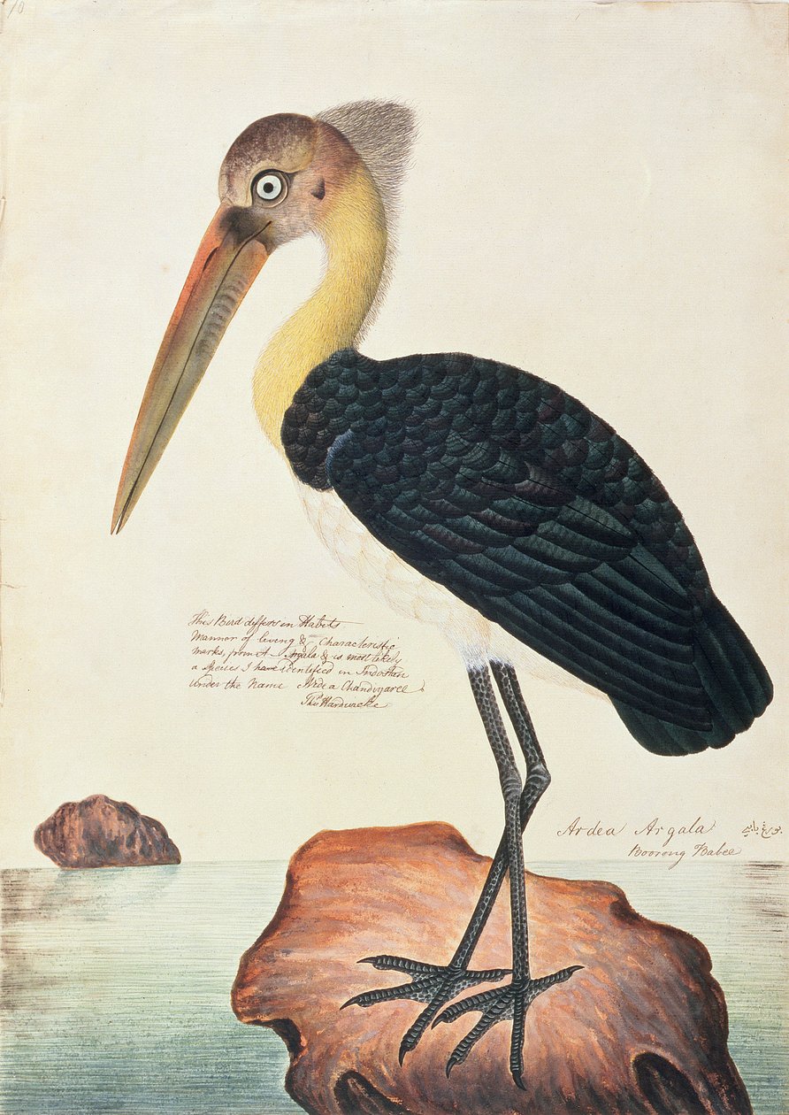 Ardea Argala，来自马六甲的鸟类画，c.1805-18（纸上写着） 作者 中文学校