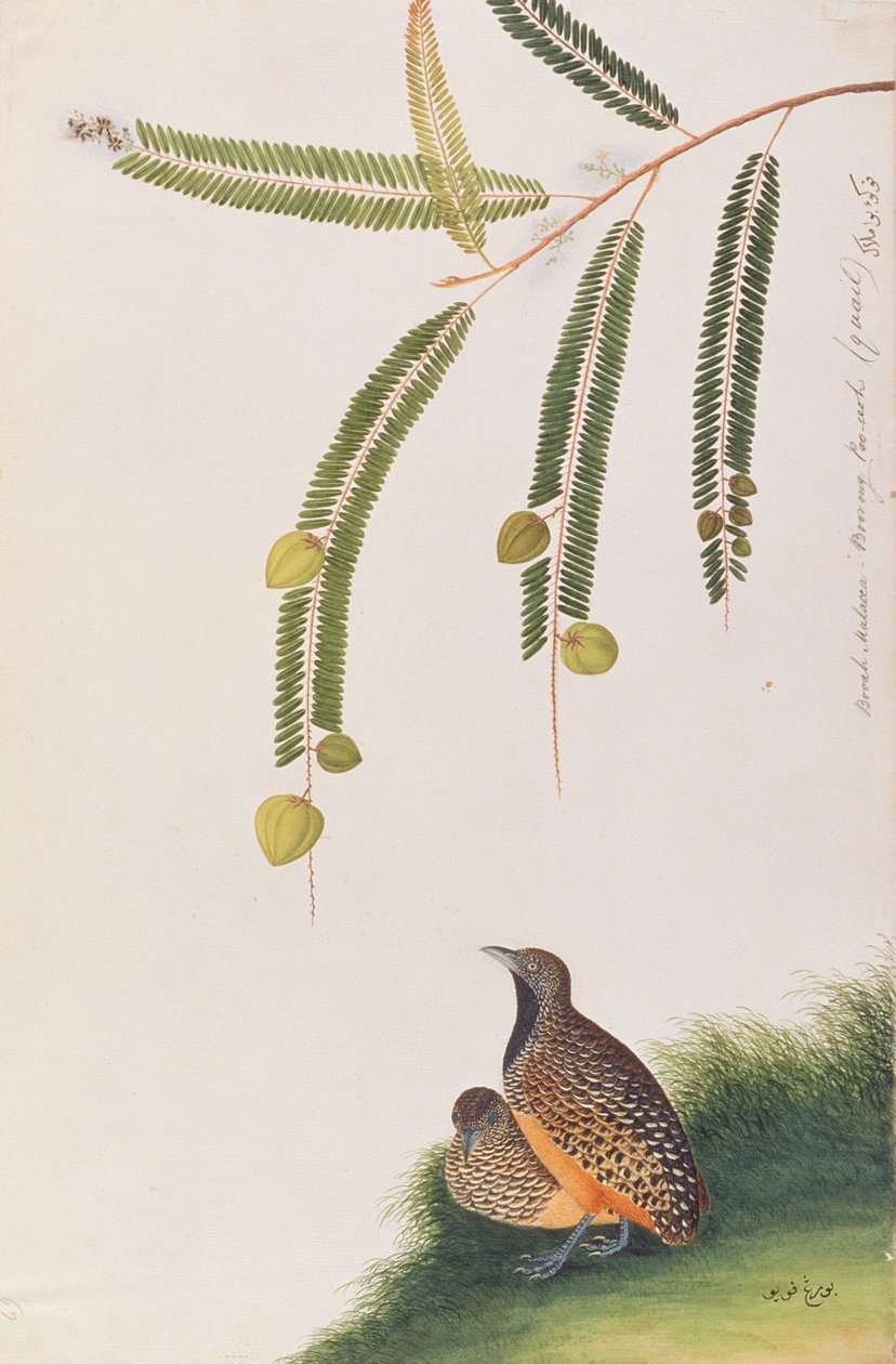 Barred Buttonquail，来自马六甲的鸟类画，c.1805-18（纸上写着） 作者 中文学校