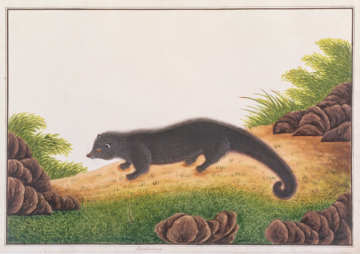 Binturong，来自马六甲的动物，昆虫和爬行动物图画，c.1805-18（wc＆gouache on paper） 作者 中文学校