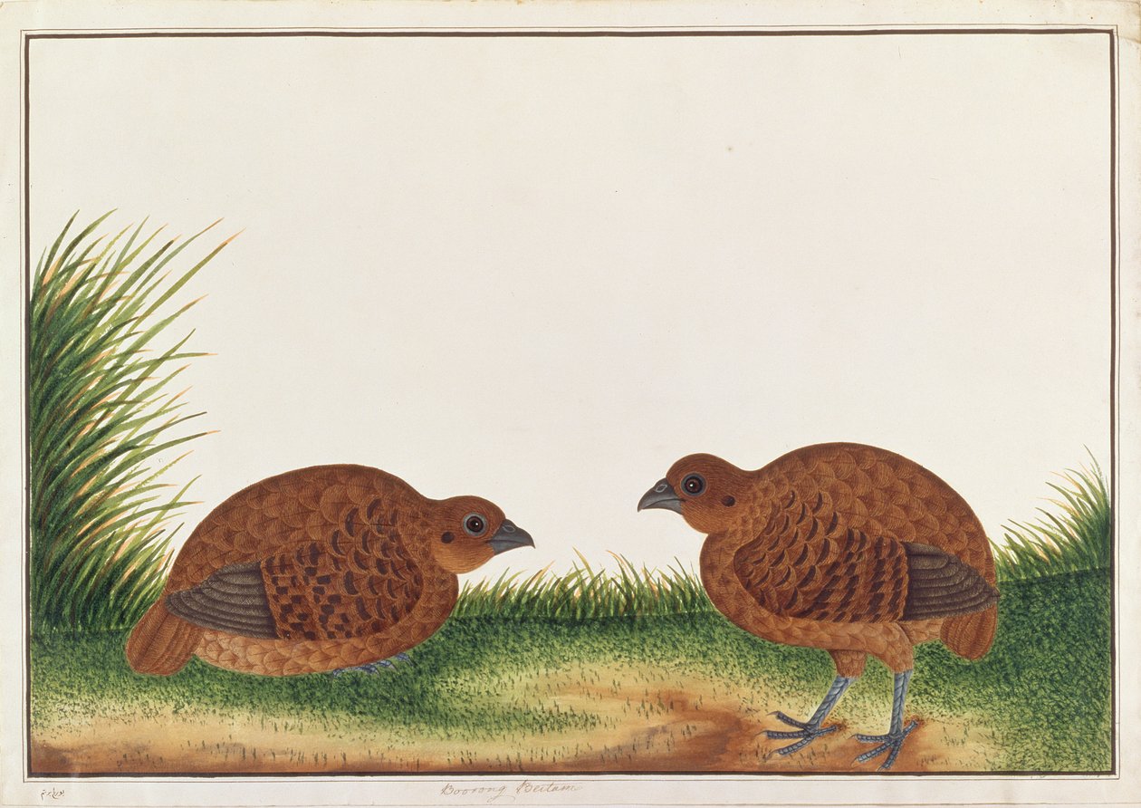黑鹧,,来自马六甲的鸟类图画，c.1805-18（纸上写着） 作者 中文学校