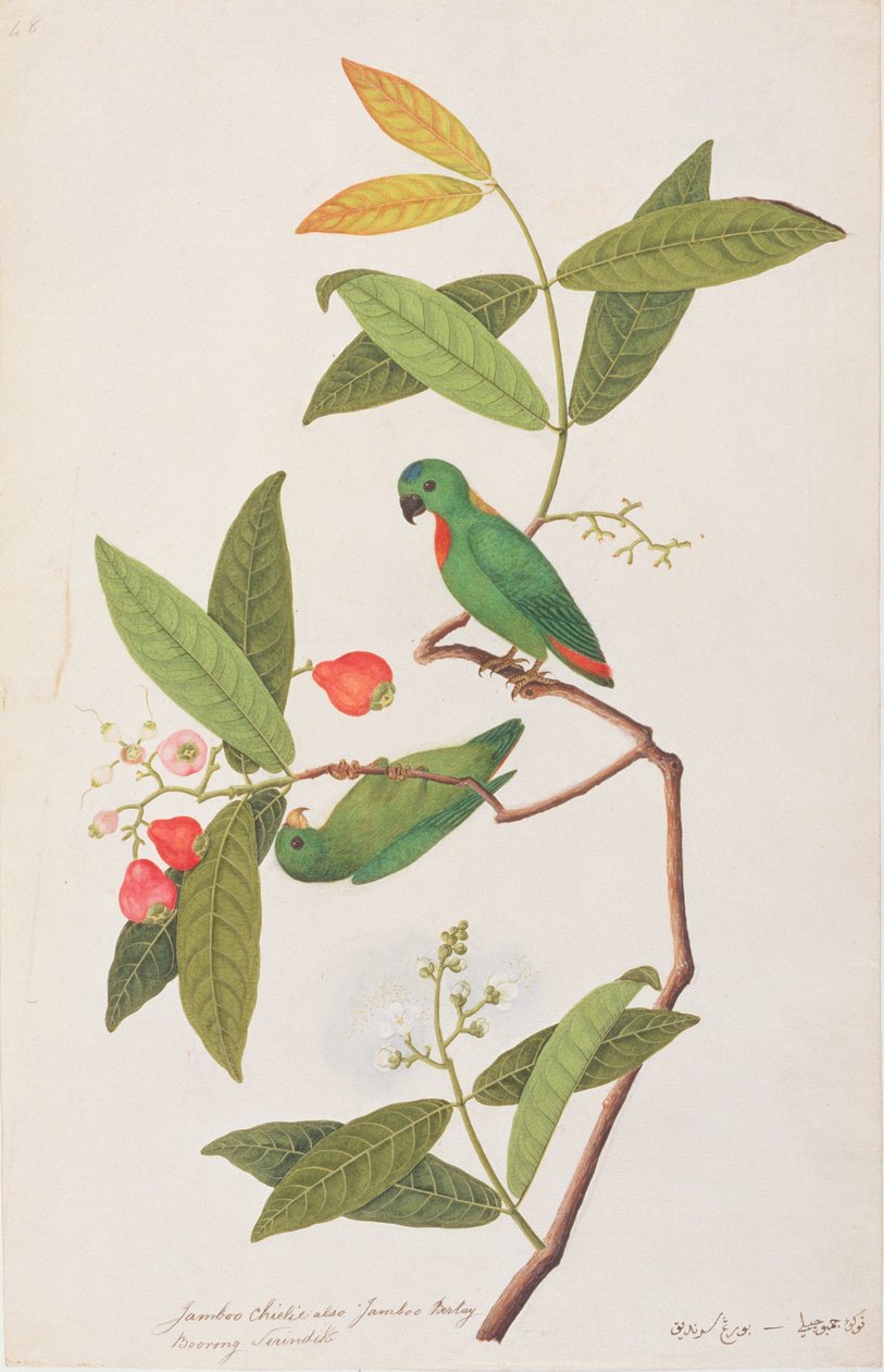 蓝冠鹦鹉，来自马六甲的鸟类画，c.1805-18（纸上写着） 作者 中文学校