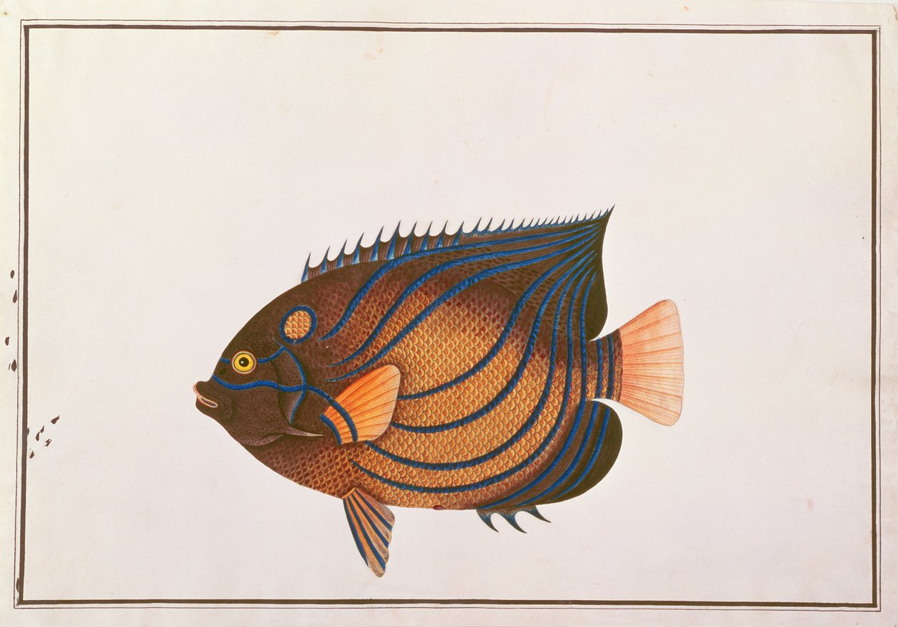 蓝环神仙鱼，来自马六甲的鱼类图画，c.1805-18（纸上写着） 作者 中文学校