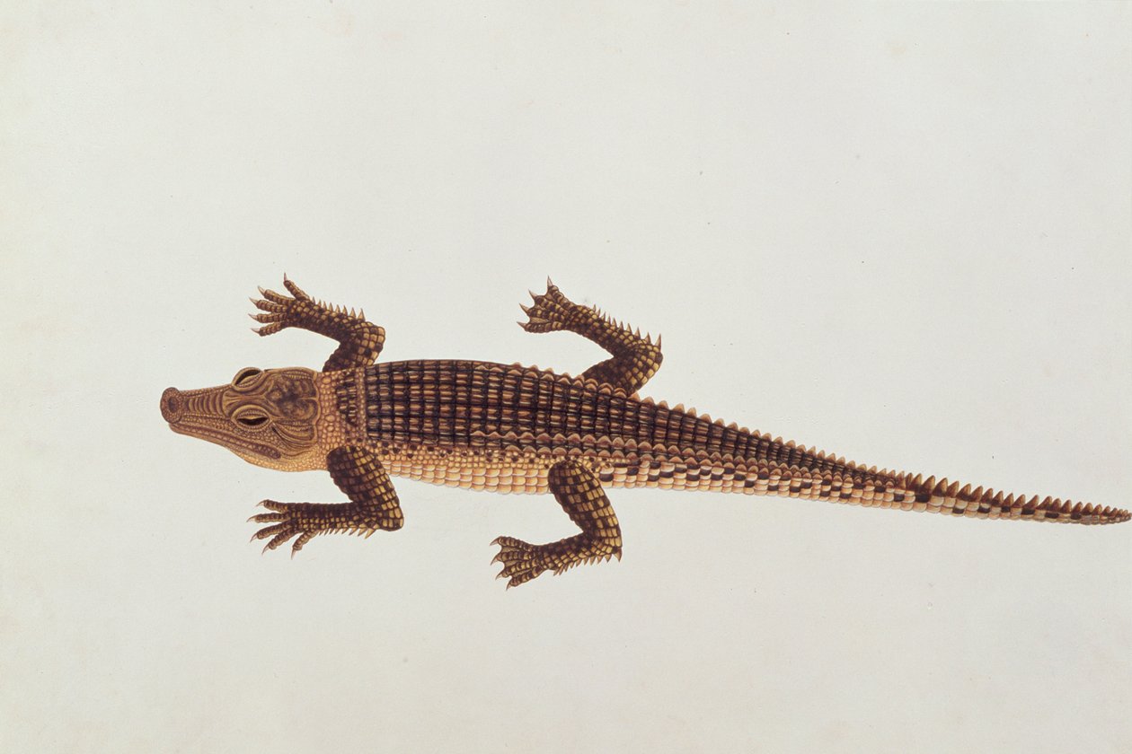 Boo-ay-ah Alligator，来自马六甲的动物，昆虫和爬行动物图画，c.1805-18（wc和水粉纸） 作者 中文学校