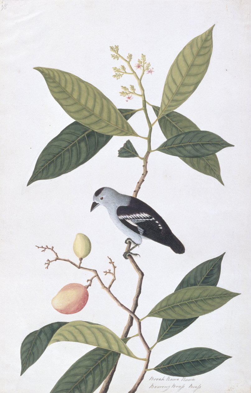 Booah Nawa Hawa，来自马六甲的鸟类画，c.1805-18（纸上写着） 作者 中文学校