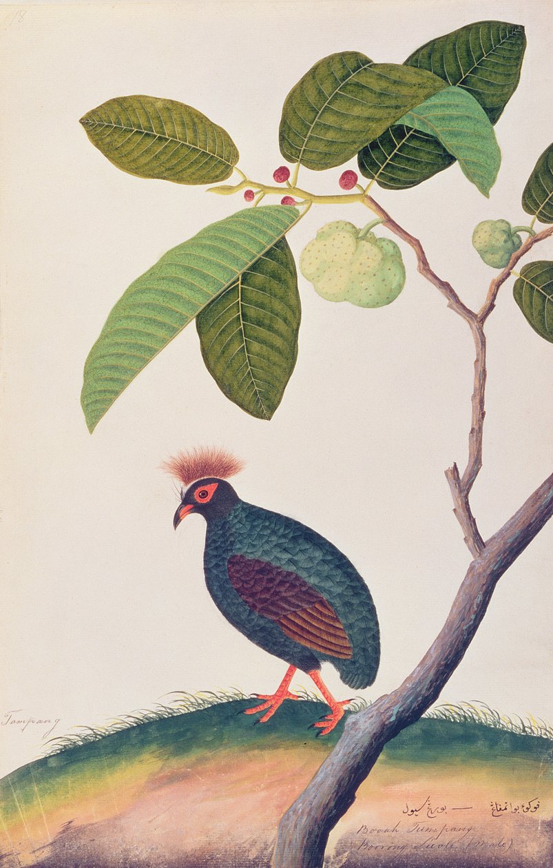 Booah Tumpang，来自马六甲的鸟类画，c.1805-18（纸上写着） 作者 中文学校