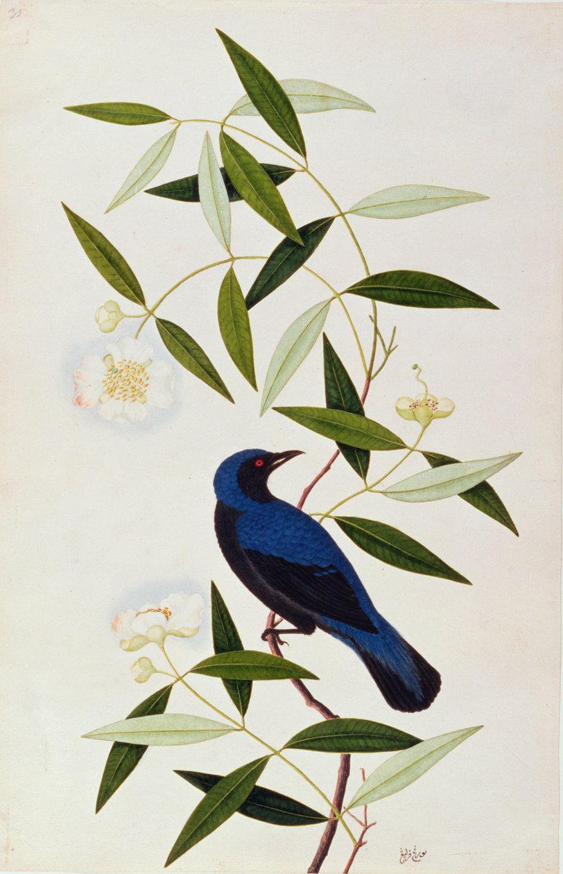 Boorah Farleeh，来自马六甲的鸟类画，c.1805-18（纸上写着） 作者 中文学校