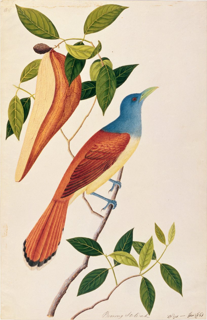 Boorong Seli-ah，来自马六甲的鸟类画，c.1805-18（纸上写着） 作者 中文学校