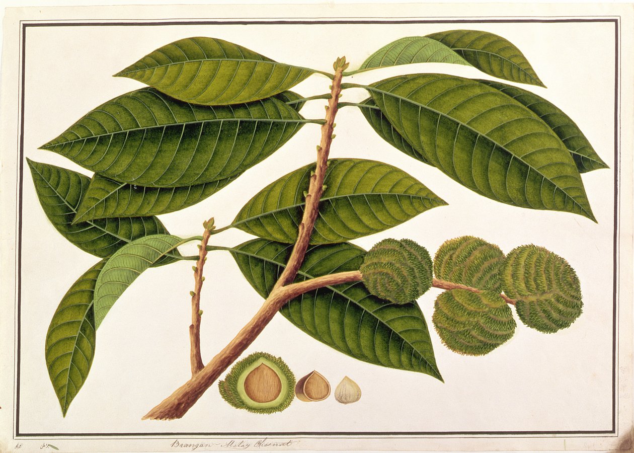 Brangam或Malay Chestnut，来自马六甲的植物图，c.1805-18（纸上写着） 作者 中文学校