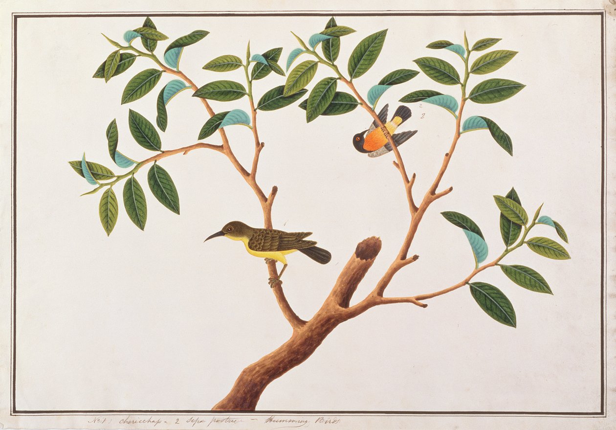 Brown-throated Sunbird和Ruby-cheeked Sunbird，来自马六甲的鸟类图画，c.1805-18（纸上写着wc） 作者 中文学校