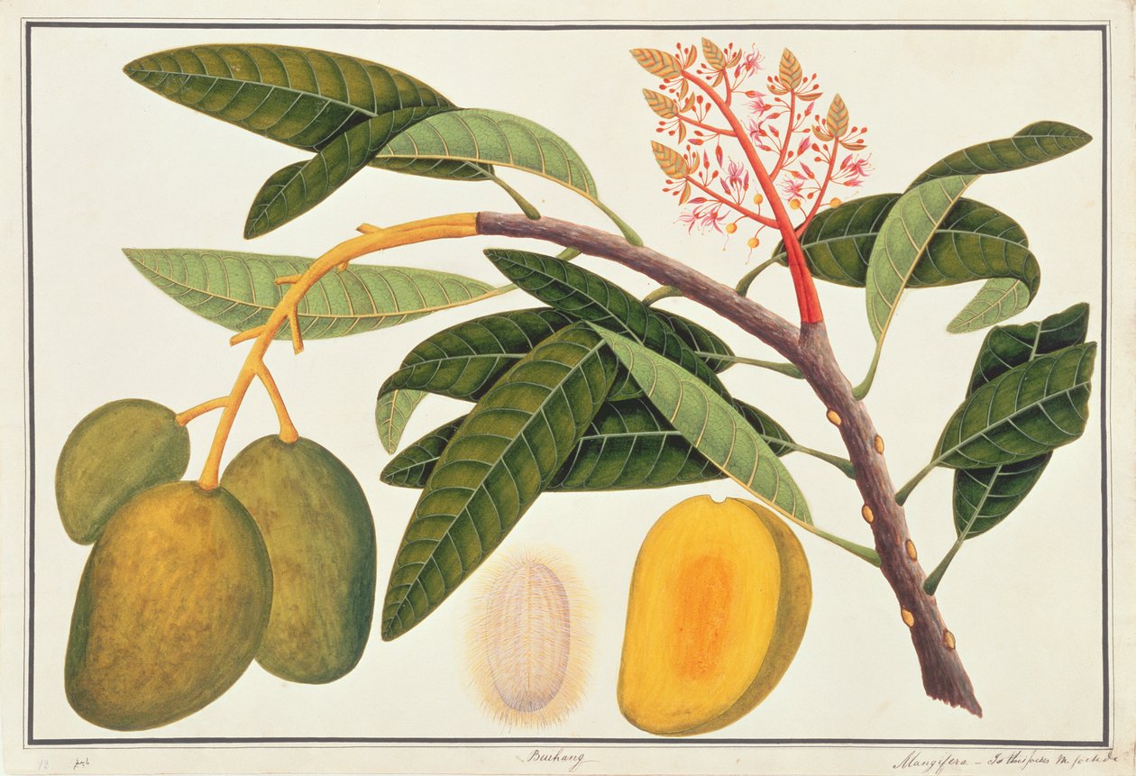 Buihang Mangifera，来自马六甲的植物图，c.1805-18（纸上写着） 作者 中文学校