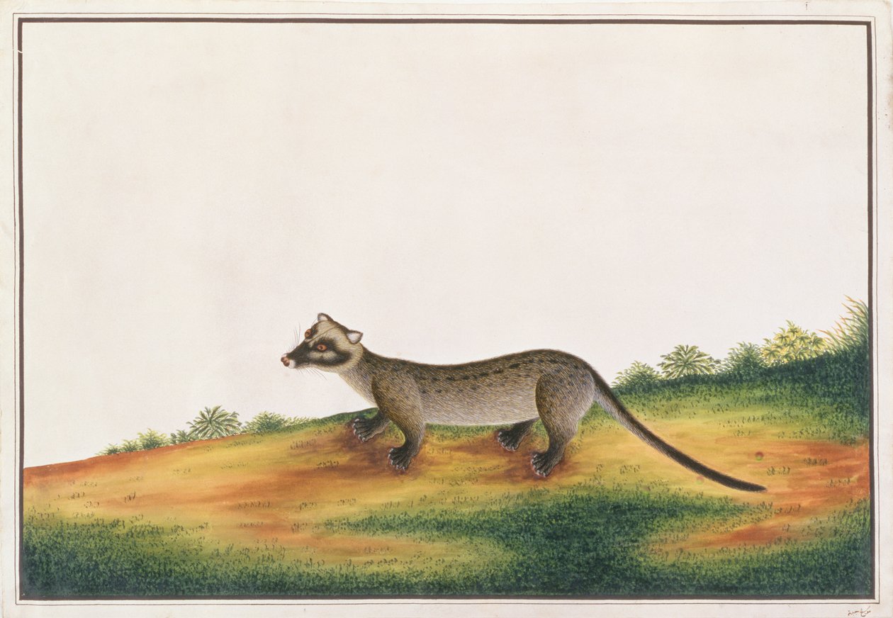 普通棕榈果子狸，来自马六甲的动物，昆虫和爬行动物图画，c.1805-18（水粉和纸上的wc） 作者 中文学校