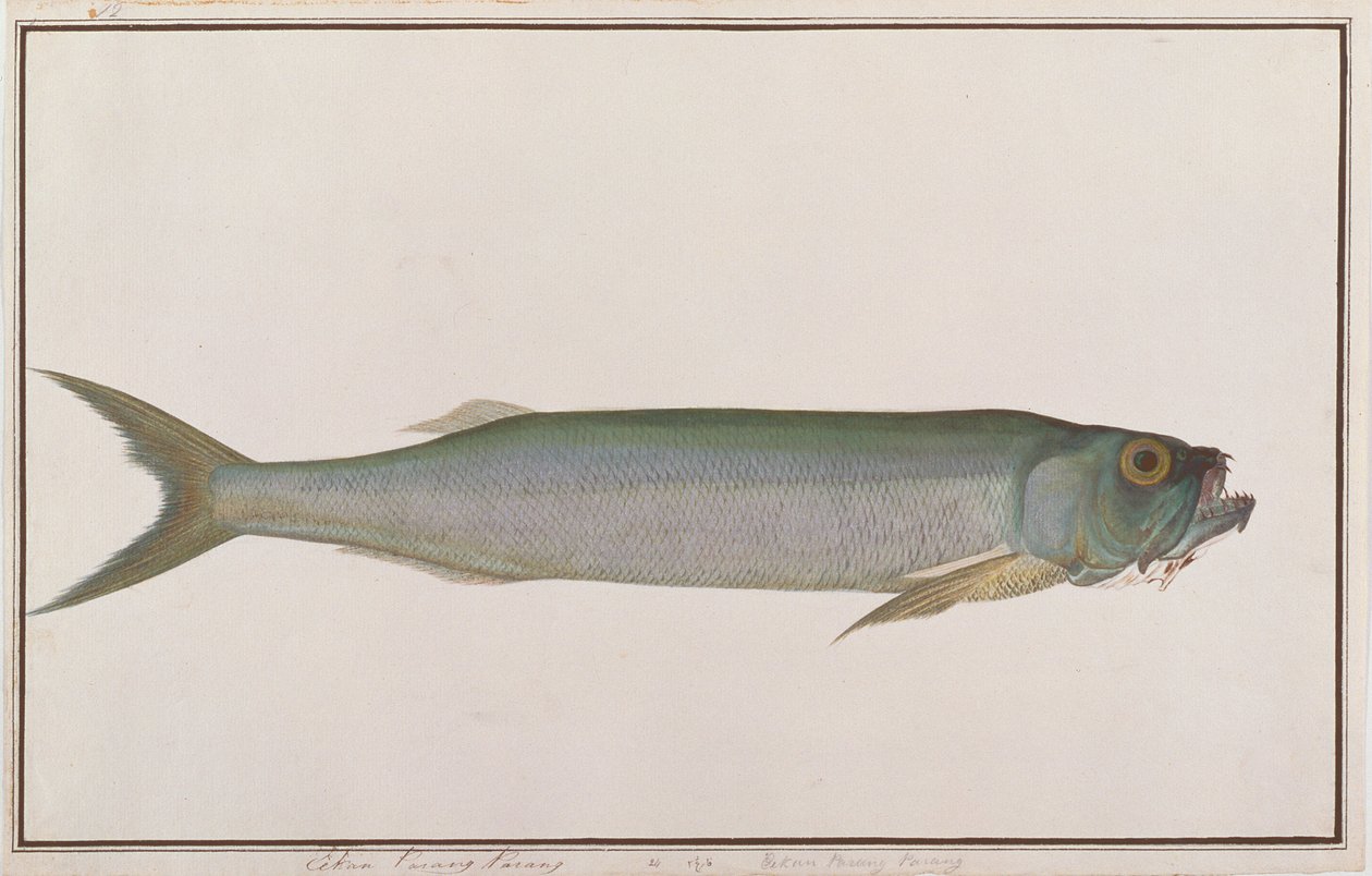 Dorab Wolf-herring，来自马六甲的鱼类绘画，c.1805-18（纸上写着） 作者 中文学校