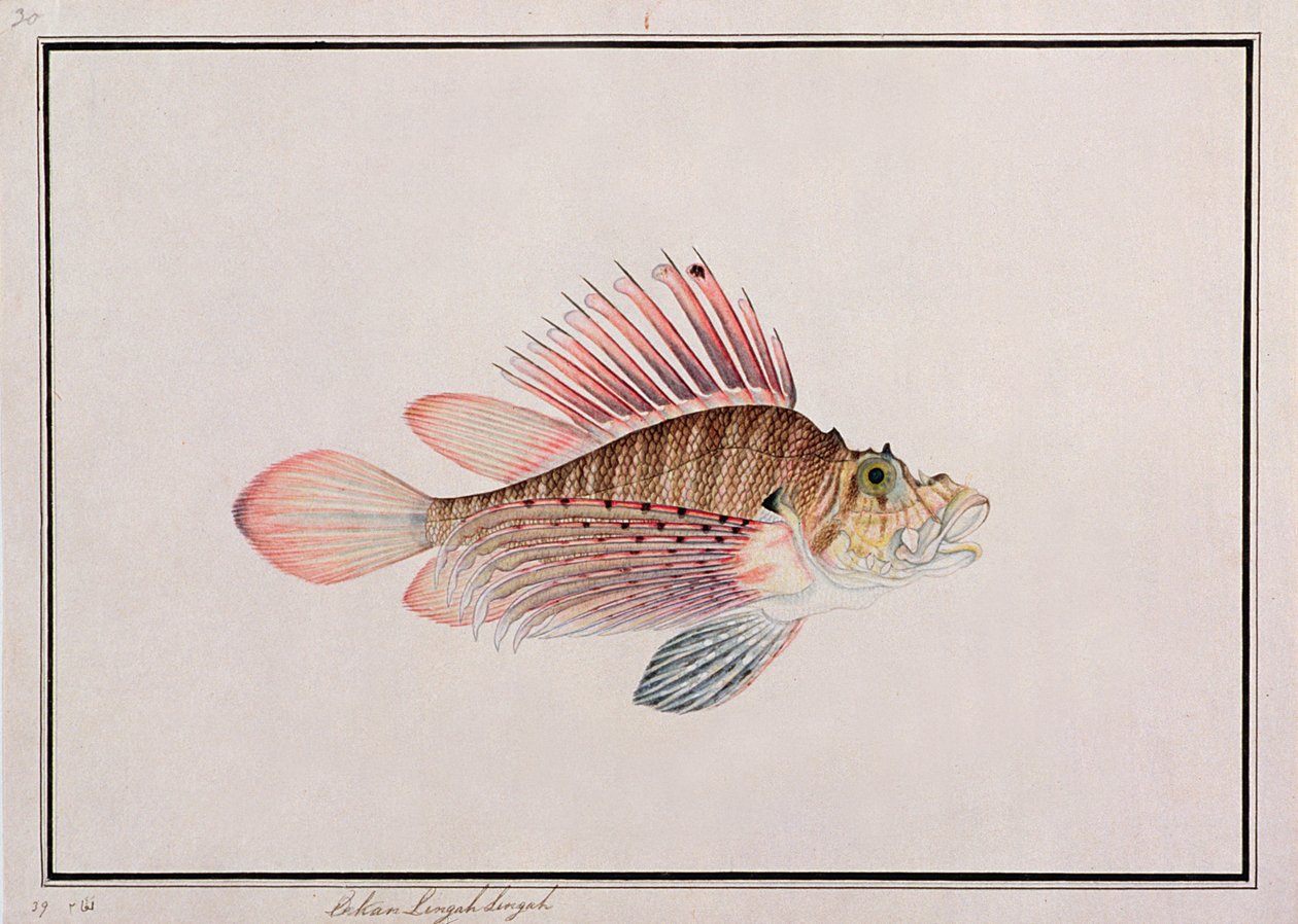 Eekan Linqah Singah，来自马六甲的鱼类画，c.1805-18（纸上写着） 作者 中文学校