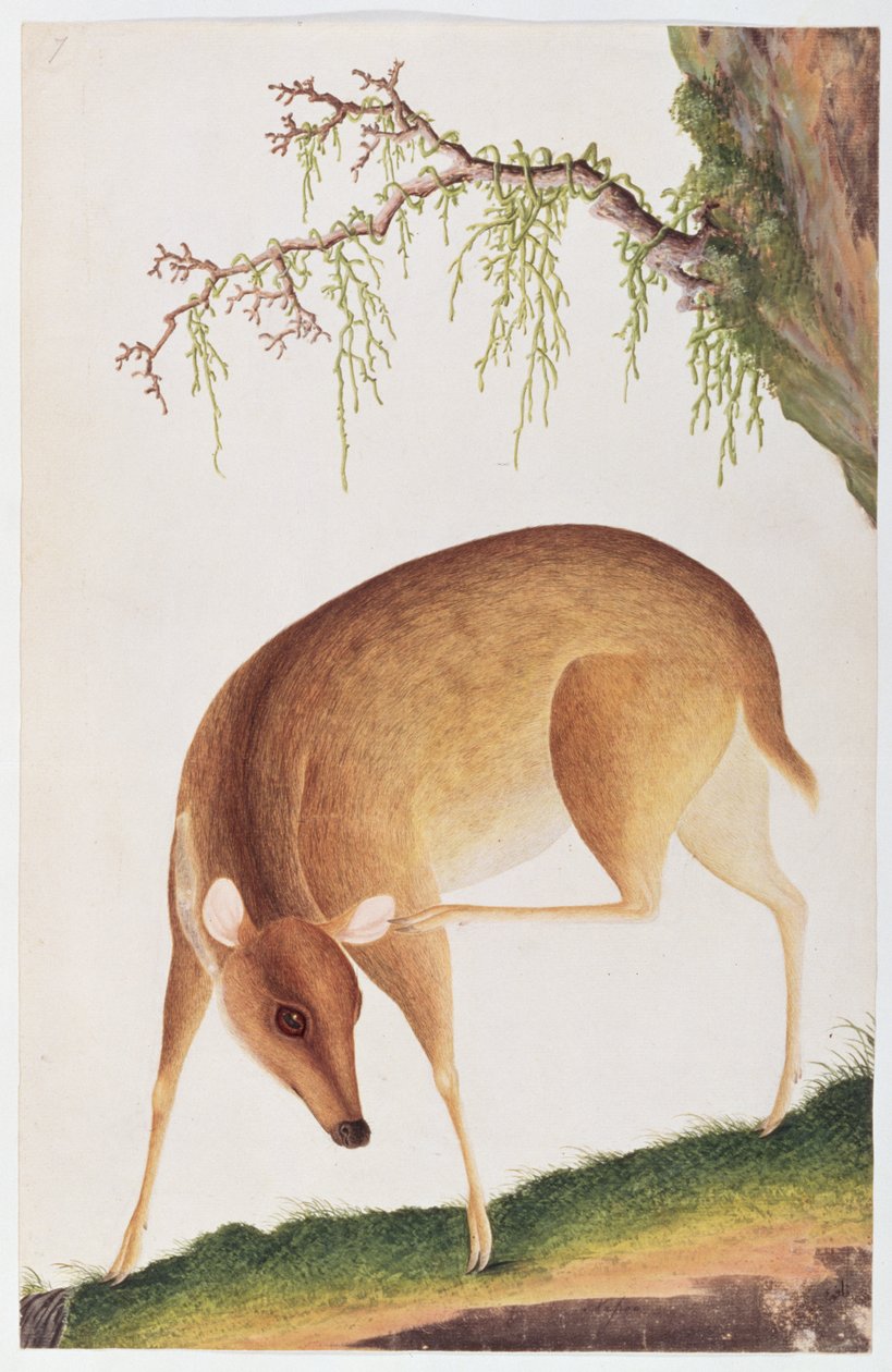 小鹿，来自马六甲的动物，昆虫和爬行动物图画，c.1805-18（wc和纸上水粉） 作者 中文学校