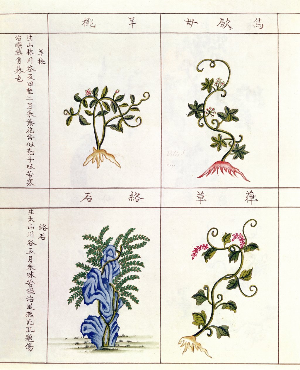 来自Pen Tsao的四种植物，一种药用植物的集合，18-19世纪 作者 中文学校