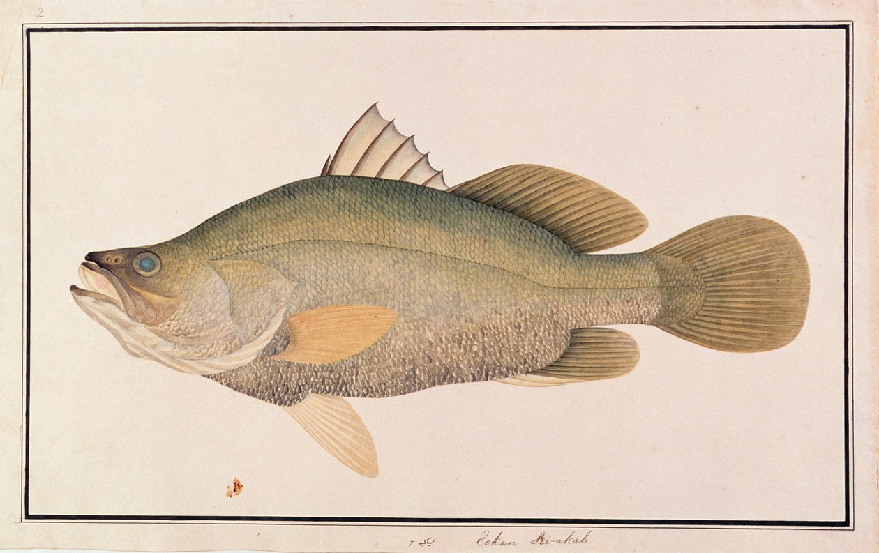 巨型海鲈，来自马六甲的鱼类图，c.1805-18（纸上写着） 作者 中文学校