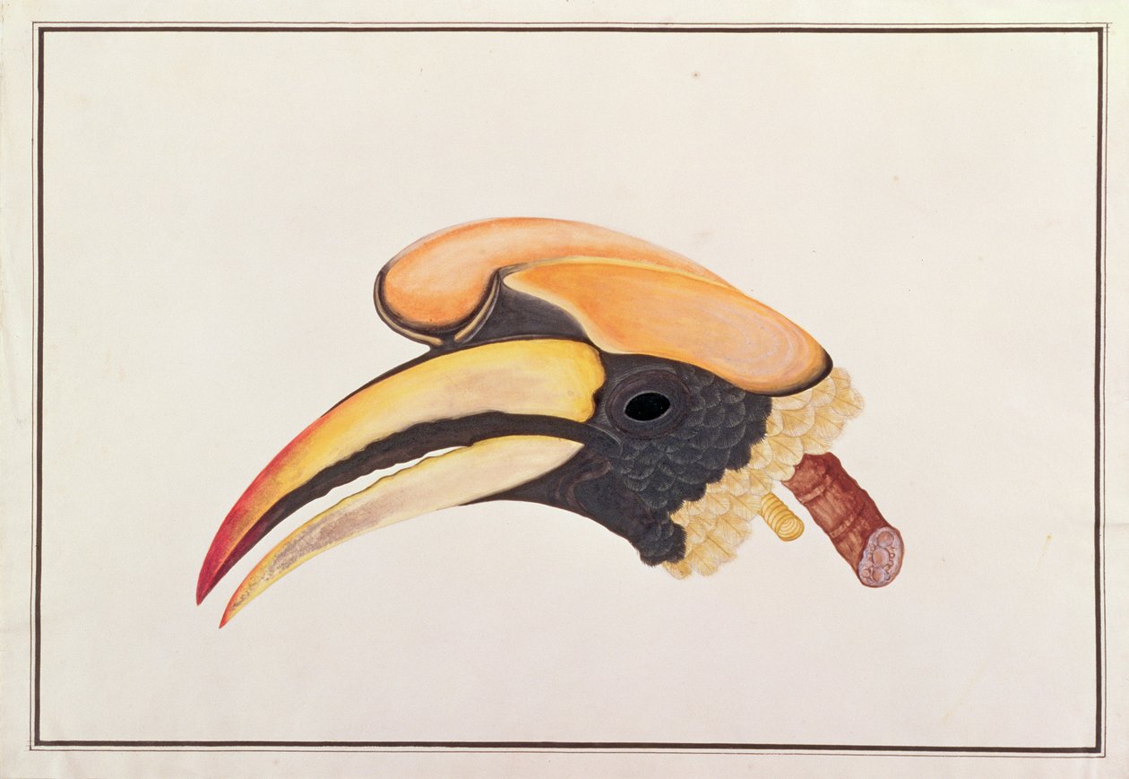 伟大的犀鸟，来自马六甲的鸟类画，c.1805-18（纸上写着） 作者 中文学校