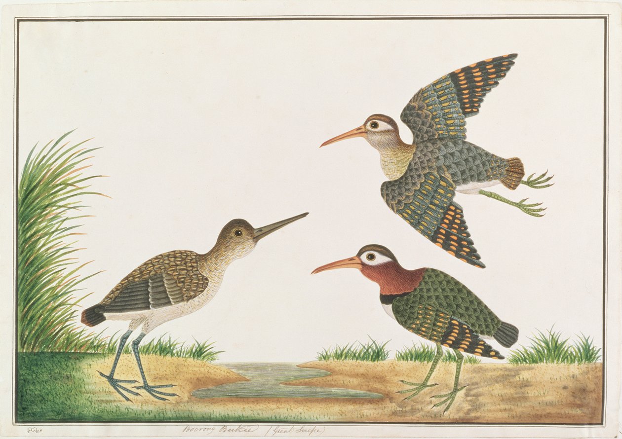 来自马六甲的鸟类画，更高的彩绘狙击，c.1805-18（纸上写着） 作者 中文学校